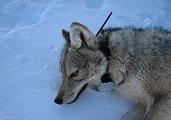 Wolf equipped with an Argos beacon